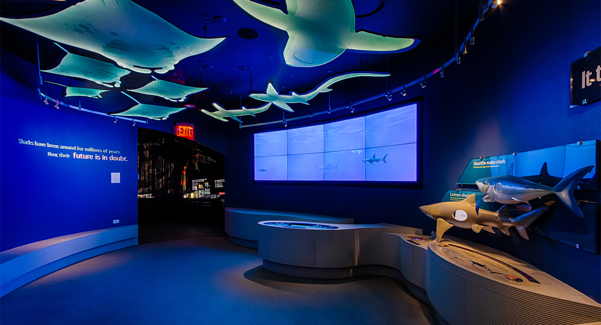 Ocean Wonders: Sharks! New York Aquarium Design