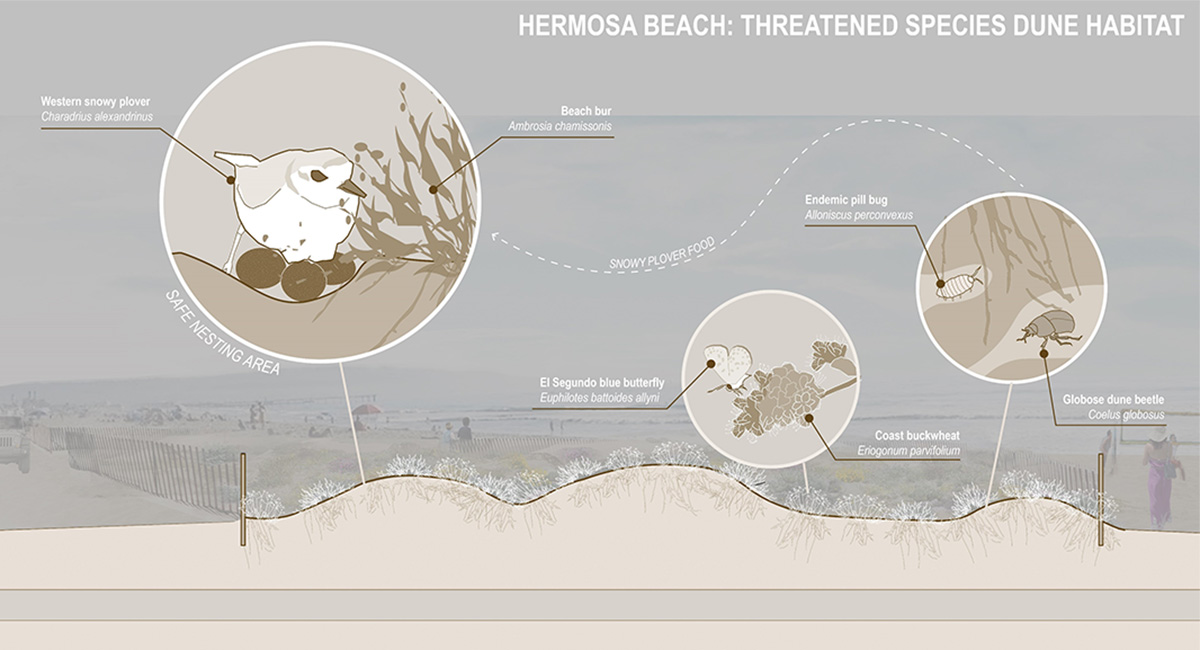 Hermosa Beach Coastal Flooding Measures
