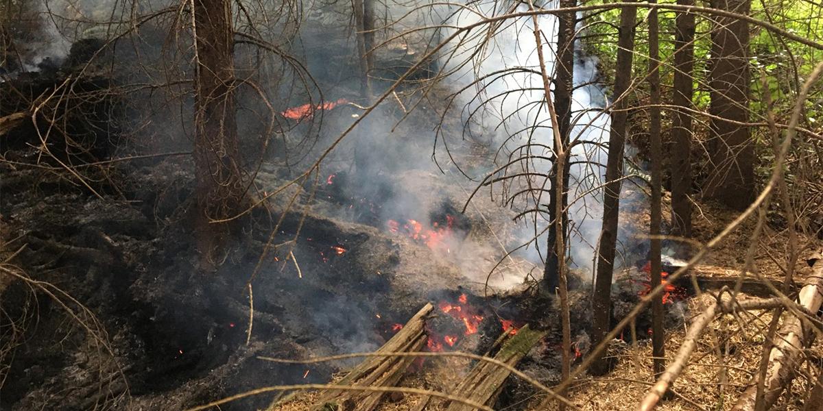 Wildfires Affect Park Conservation