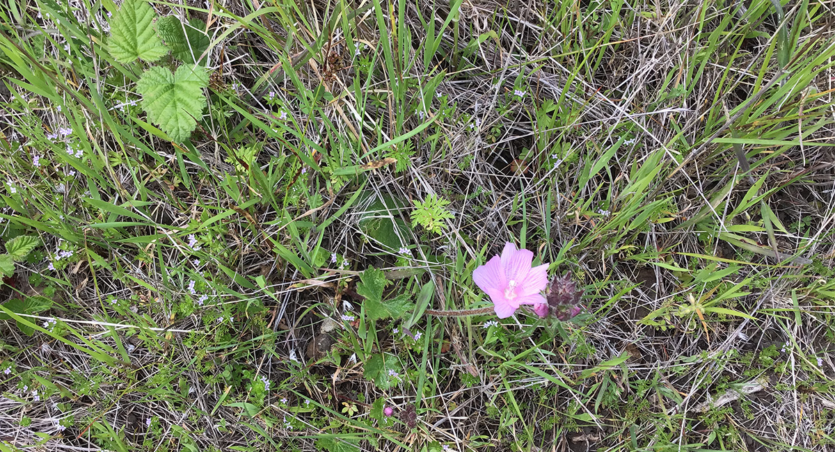 MidPen Botanical Surveys