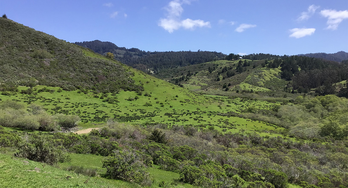 MidPen Botanical Surveys