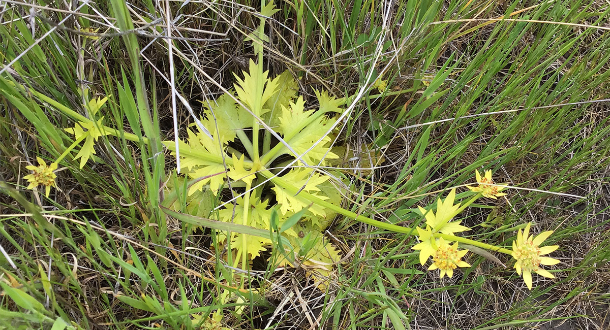 MidPen Botanical Surveys