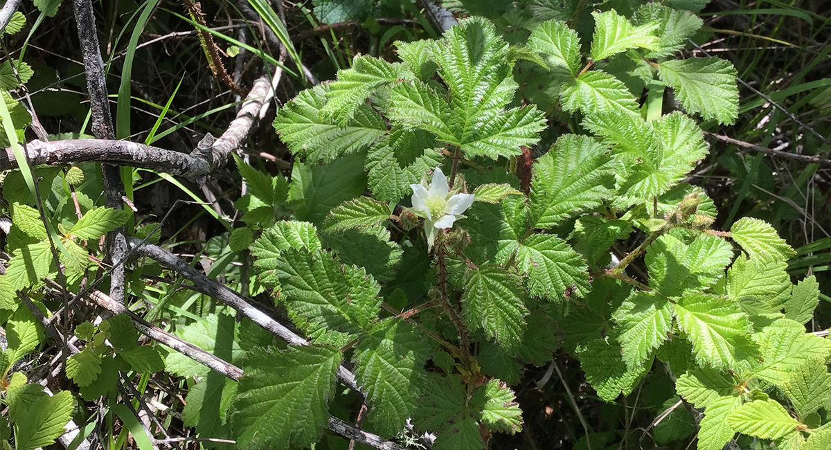 MidPen Botanical Surveys