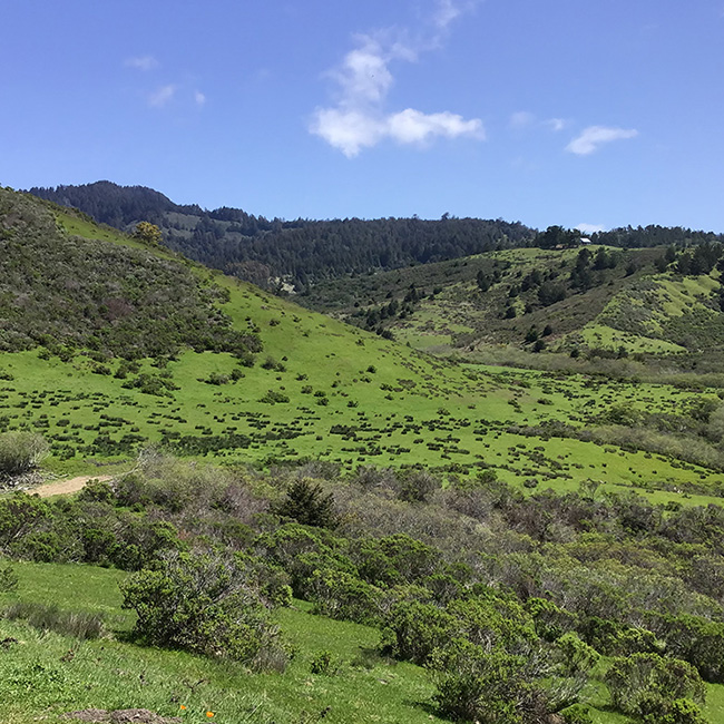 MidPen Botanical Surveys