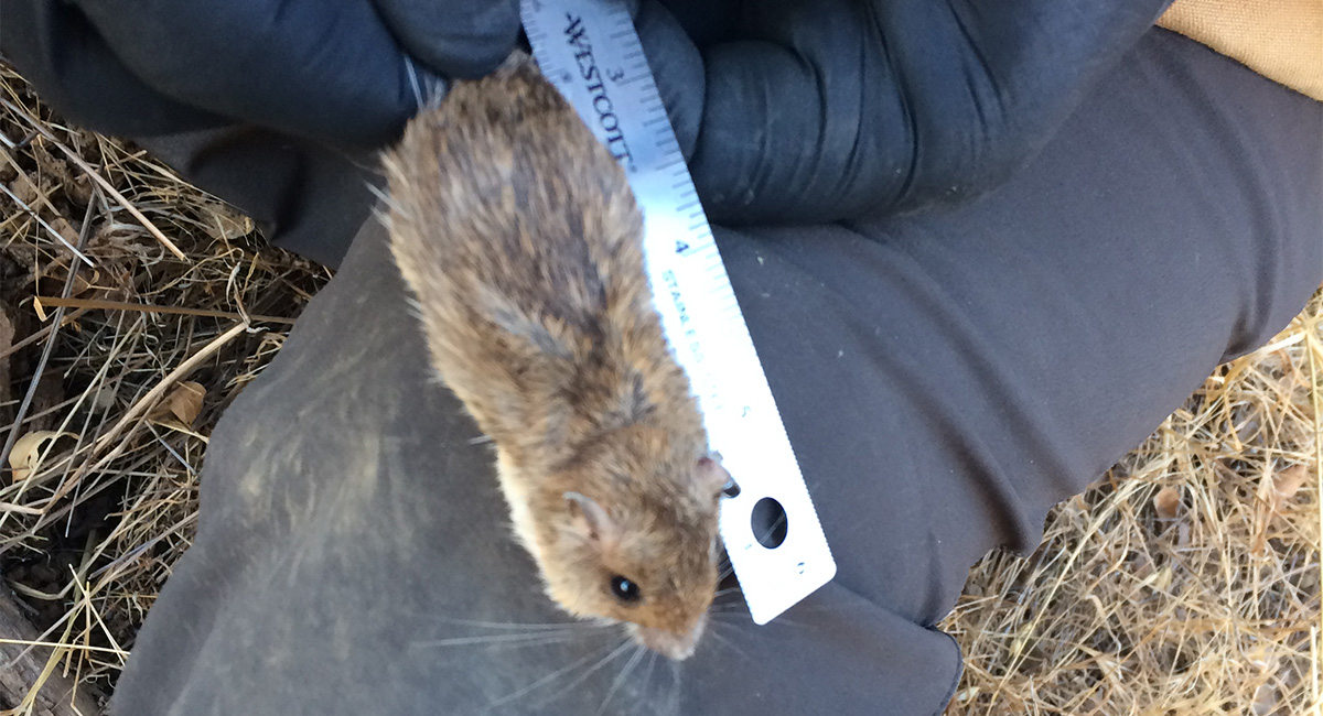 Rodent Diversity and Population Dynamics