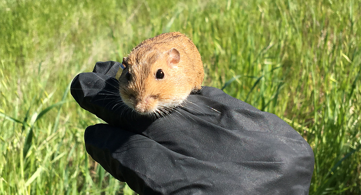 Rodent-Diversity_4