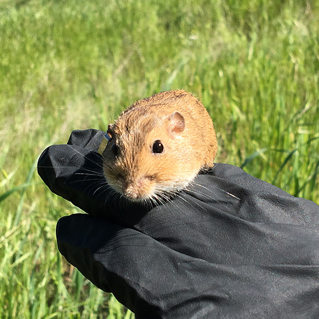 Rodent Diversity and Population Dynamics