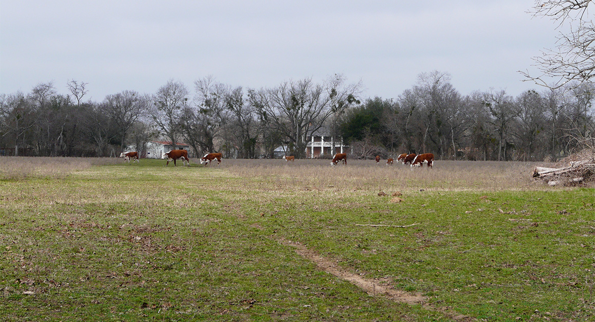 Basset-Farms_5
