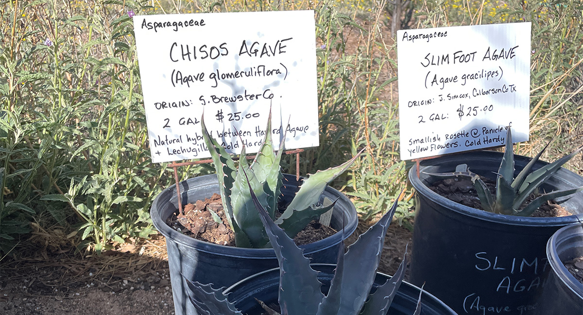 Chisos Lodge at Big Bend National Park