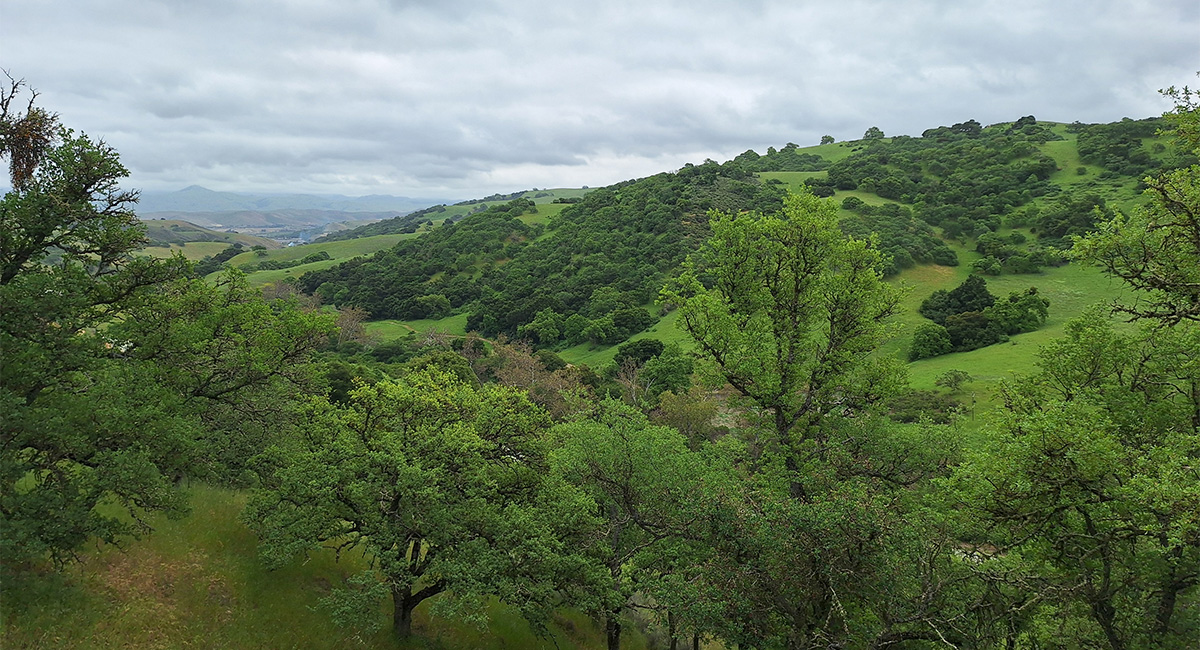 Hollister-Hills-Grassland_2
