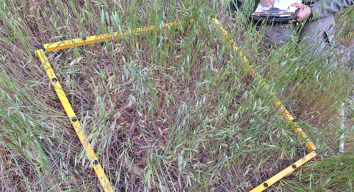 Hollister Hills Grassland Study