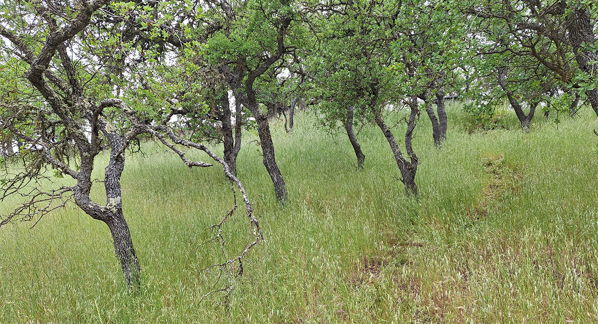 Hollister Hills Grassland Study