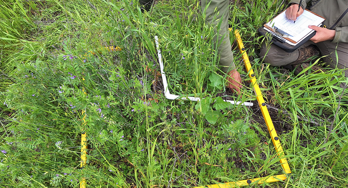 Hollister Hills Grassland Study