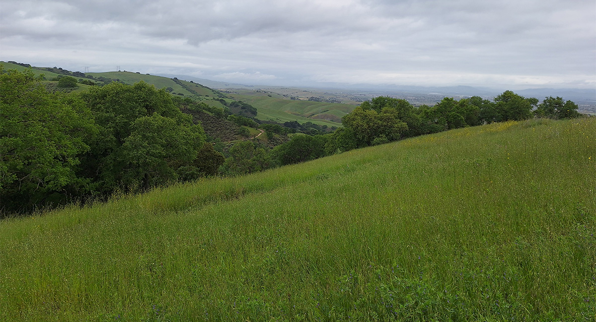 Hollister Hills Grassland Study