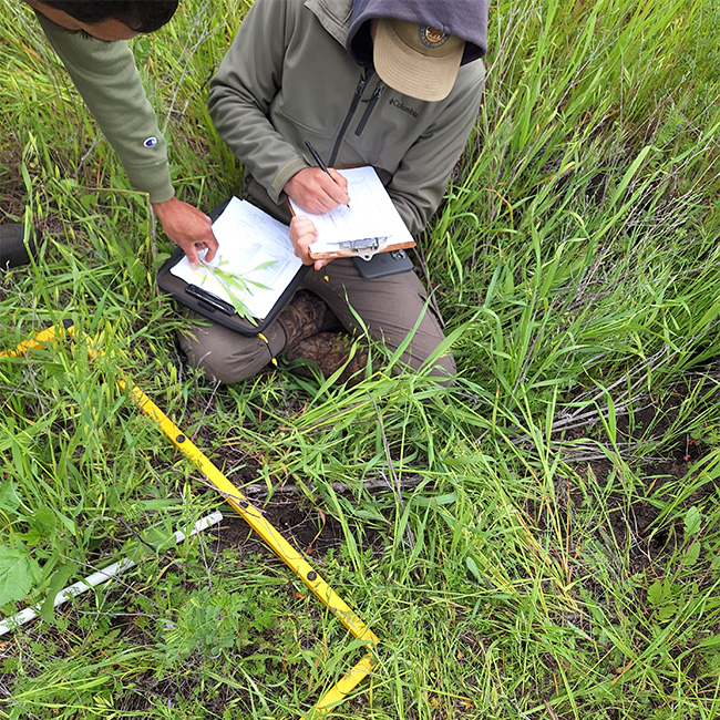 Hollister Hills Grassland Study