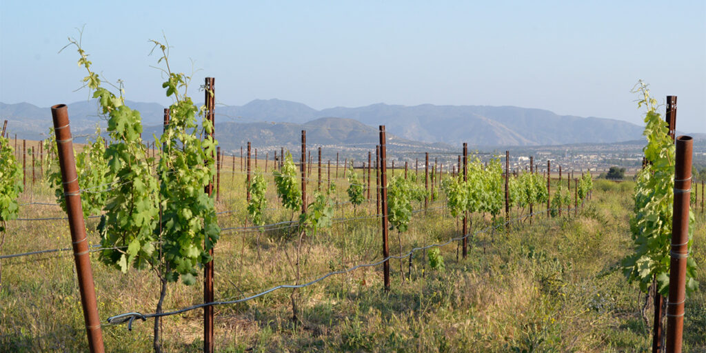 vineyard